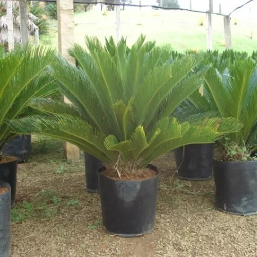 Palmeira Cica ( Muda ) 10 Á 20 Cm ( Jardim E Decoração)