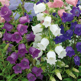 Semillas De Campanula Mix De Colores Bellos Jardines