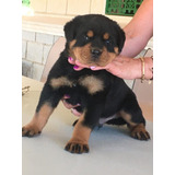 Bellos Rottweiler Padres Inscritos