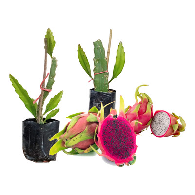 2 Plantas De Pitahaya Enraizados Roja Y Blanca | Meses sin interés