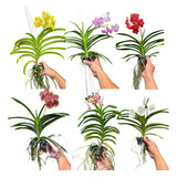 Orquídea Vanda Adulta Cores Exclusivas Lindas - Sem Juros !