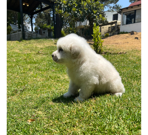 Cachorra Gigante De Los Pirineos