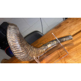 Shofar Cuerno De Carnero Certificado Kosher 50-55 Cms.