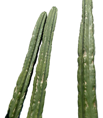 Cactus Trichocereus Pachanoi.  20 Cm - Ideal Para Injertos