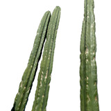 Cactus Trichocereus Pachanoi.  20 Cm - Ideal Para Injertos