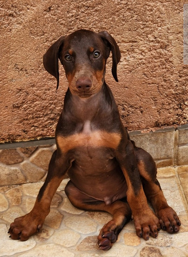 Doberman Europeu Belo Filhote