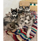 Cachorros Husky Siberiano