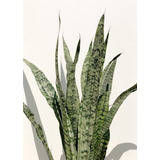 Planta Sansiviera Sansevieria Vara San Jorge Tierra 3 Lts