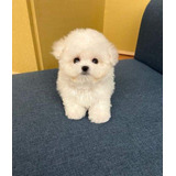 Bichon Frise 