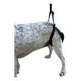 Arnes  Displasia Perros, Ortopedia Canina, 