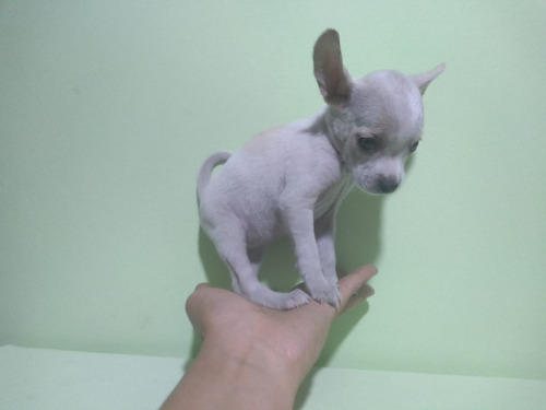 Cachorra Chihuahua Hembra Tacita Miniatura Bolsillo 