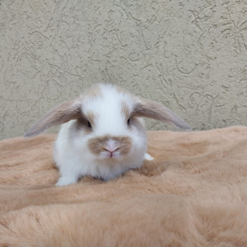 Conejo Holland Lop Mini Belier Holandés Enano Orejas Caídas