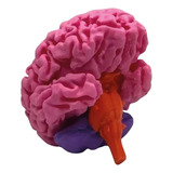 Combo Neuro - Impresión 3d - Anatomía - Stock Disponible