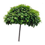 Arbol De Tilo - 4 Años - 2,5 Mts.hermoso-e.gratis Cabaygba