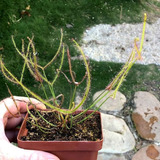 Drosera Binata Con Guía De Cuidados Propia. Envío Económico!