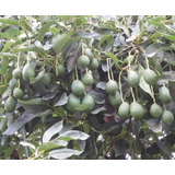 Arboles Frutales Aguacate Hass Mendez Mejorad