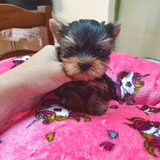 Yorkshire Terrier Hembrita Miniatura