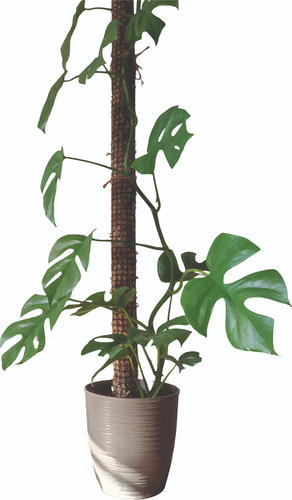 Tutor De Musgo Para Plantas Negro 65cm /moss Pole Con Estaca