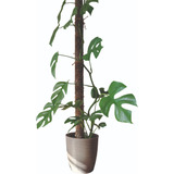 Tutor De Musgo Para Plantas Negro 65cm /moss Pole Con Estaca