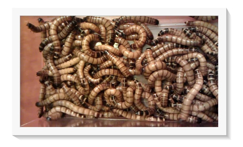 100 Tenébrio Gigante Larvas Adultas