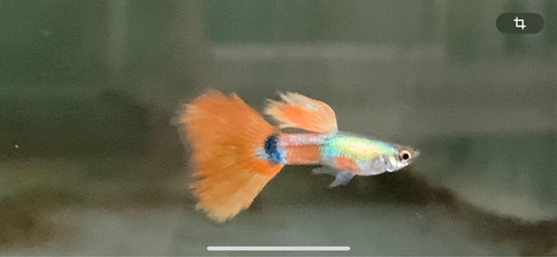 Peces Lebistes Guppy Platinum Red Tail