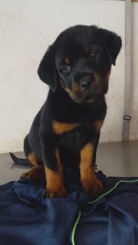 Hermosos Rottweiler Padres Inscritos