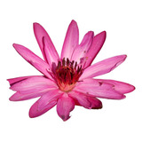 Flor De Loto Rosa De La India (planta Acuática Con Flores)