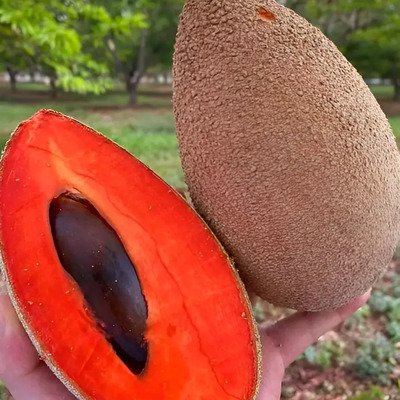 Mamey Dulce Injerto Producción Rapida | Envío gratis