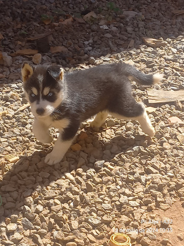 Filhote Husky Siberiano Disponível 