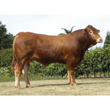 Semen Bovino Limousin - Toro Iceberg P