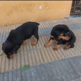 Rottweiler Cachorros 100% Calidad