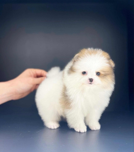 Lindos Filhotes De Spitz Alemão Lulu Da Pomerania Russos