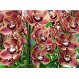 300 Semillas De Orquídea Cymbidium Rojo+ Instructivo  