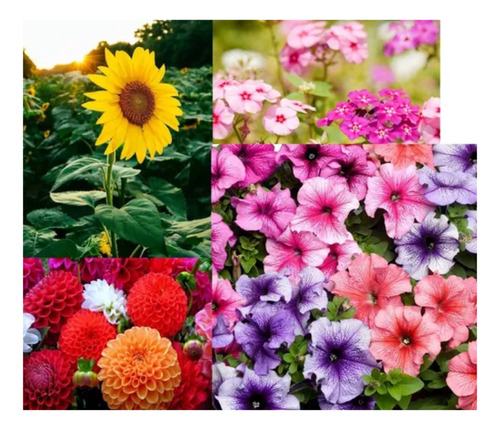 Semillas De Flores Para Jardin Varias Y A
