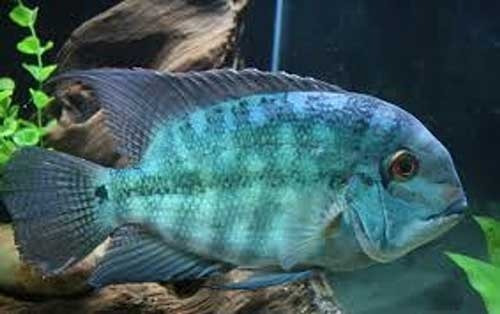 Peixe Ciclídeo Americano Papagaio Verdadeiro 6 Cm