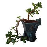 Bonsai De Jade