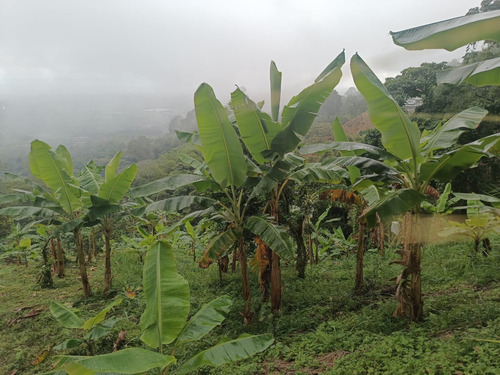 Se Vende Lote Calarcá Quindío 