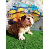 Cachorro Bulldog Inglés Macho