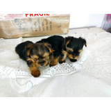 Cachorros Yorkshire Terrier 