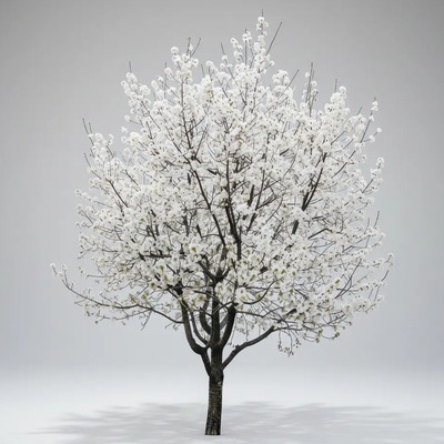 Árbol De Cerezo Blanco 1.30m Incluye Manual De Cuidados | Meses sin interés