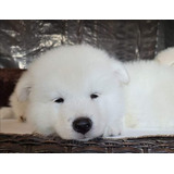 Tiernos Samoyedo