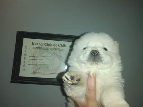 Chow Chow Hembra Blanca Pedigree Fca