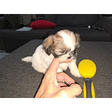 Cachorro Shitzu Shih Tzu Mini 04 Pergamino Rosario