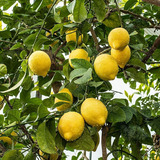 Limonero Messina 1,5mts Árbol Frutal Limón