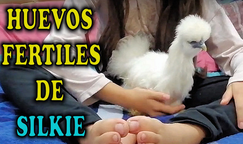  Silkie 9 Huevos Fértiles De Gallina Sedosa Original Sedoso