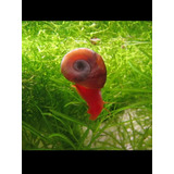 Caracol Planorbis Rojo