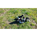 Cachorro Beagle Enano Tricolor