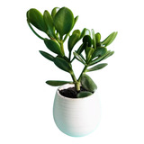 Crassula Ovata Árbol De Jade En Maceta Autorriego