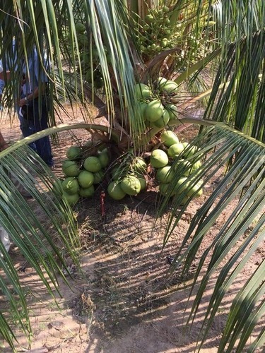 Coco Verde Super Enano, Producción Meses