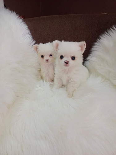 Hermosos Chihuahua Microtoy 